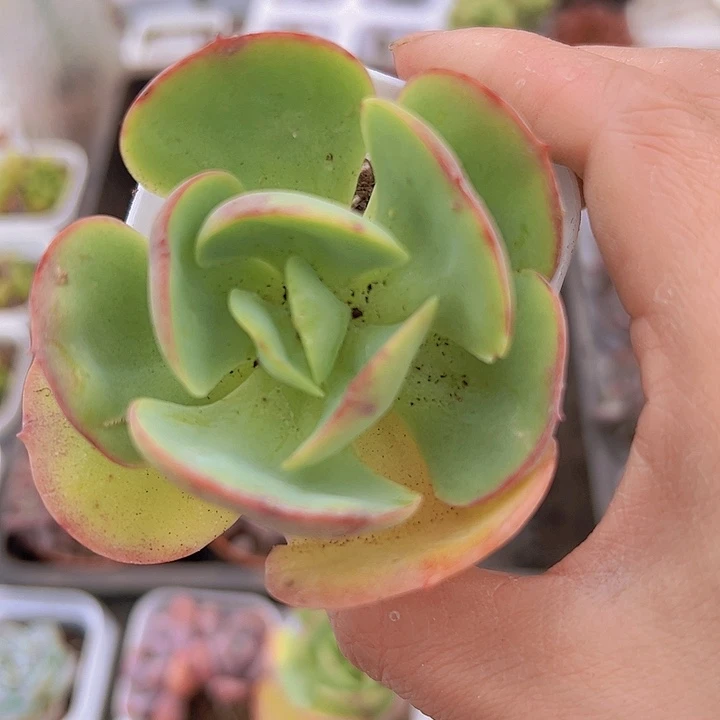 碧桃19包邮多肉植物