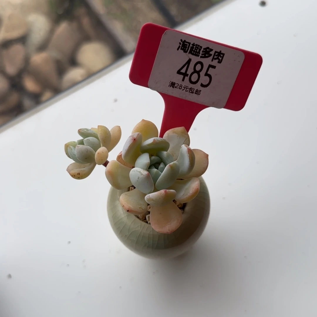 冷香多肉植物888