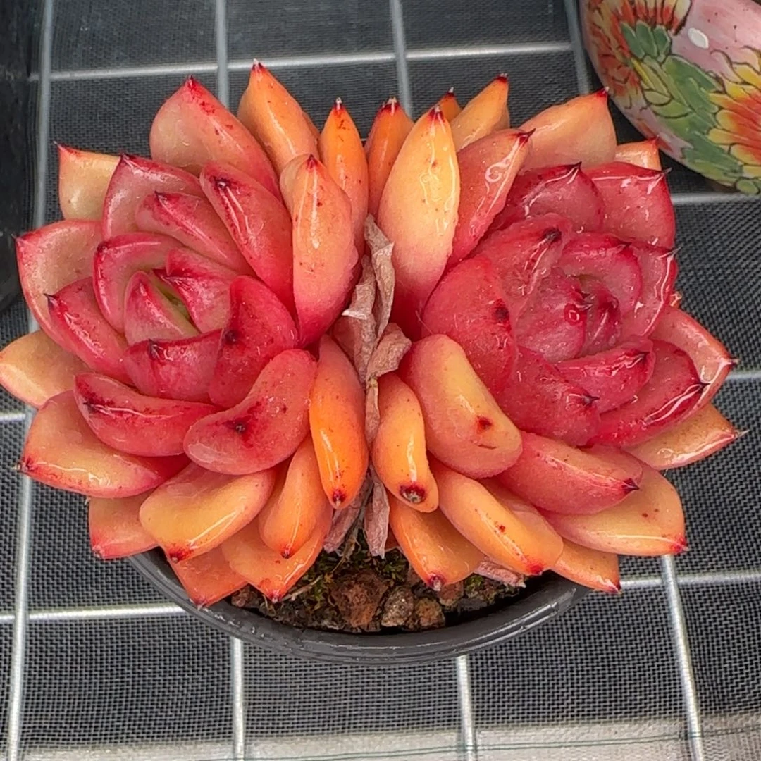 从前慢花园精选多肉韩版水晶珍妮