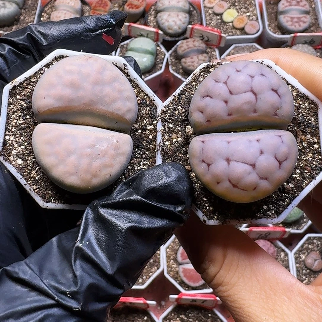 小***儿生石花111111。  221