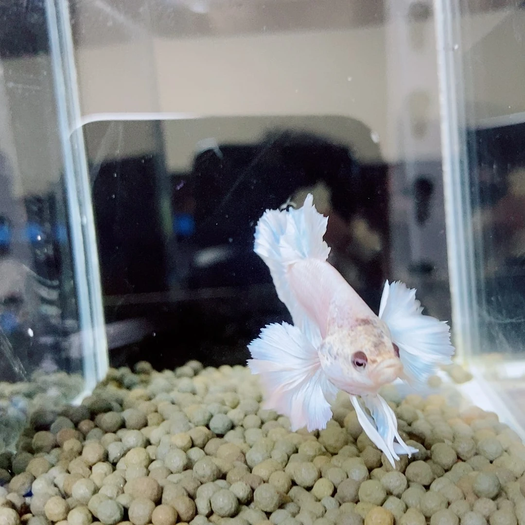 ****️黑226号绣球将军