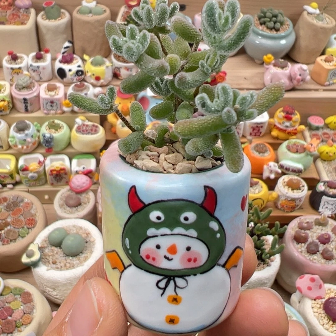 多肉植物165号冰晶