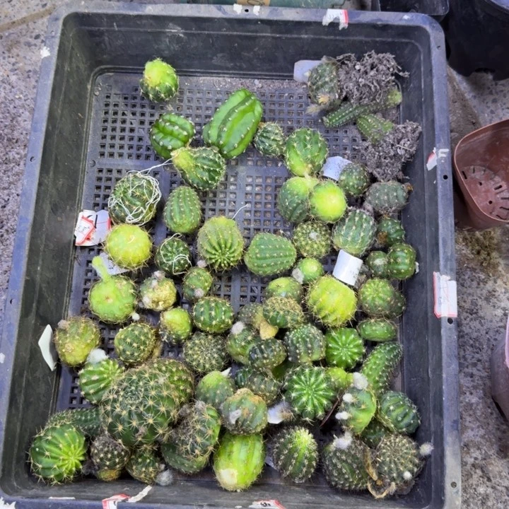 328丽花很小2个品种无根侧牙2公分左右，20包邮