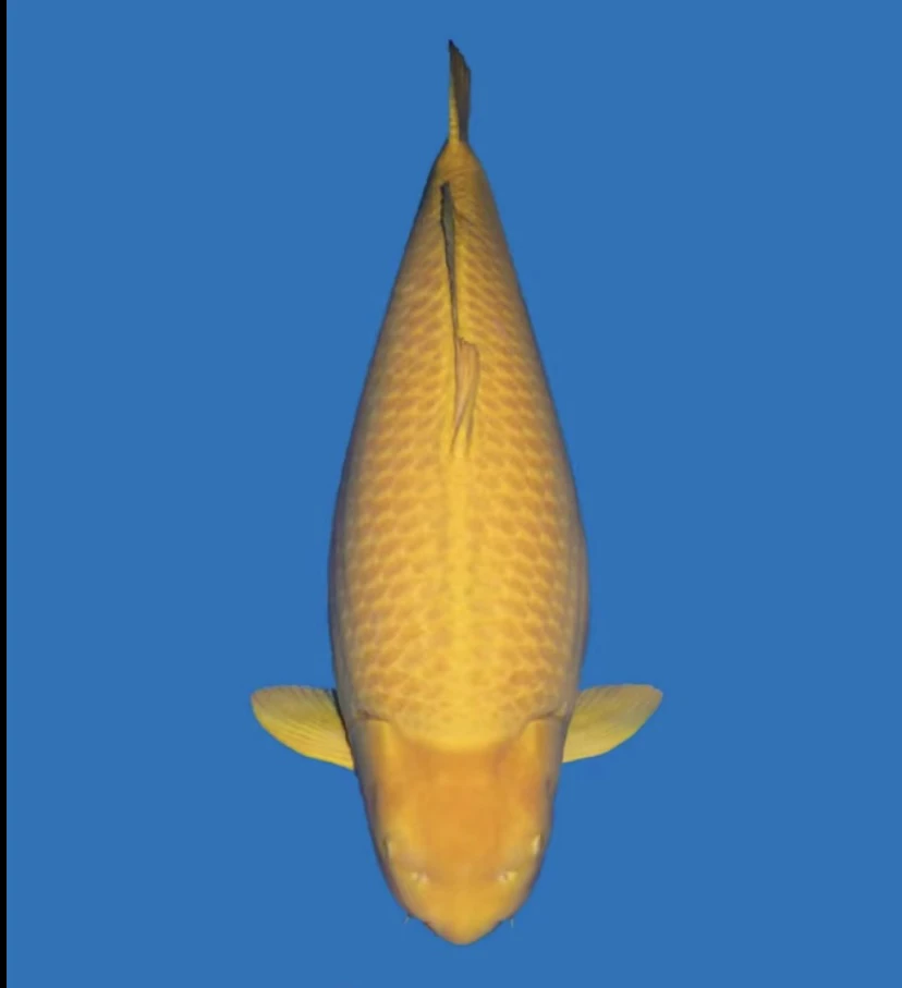 多摩龙 留养 芥子   偏远地区不包邮