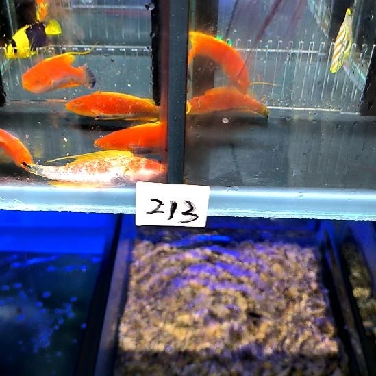 海水鱼黑腹快闪龙5-50-213