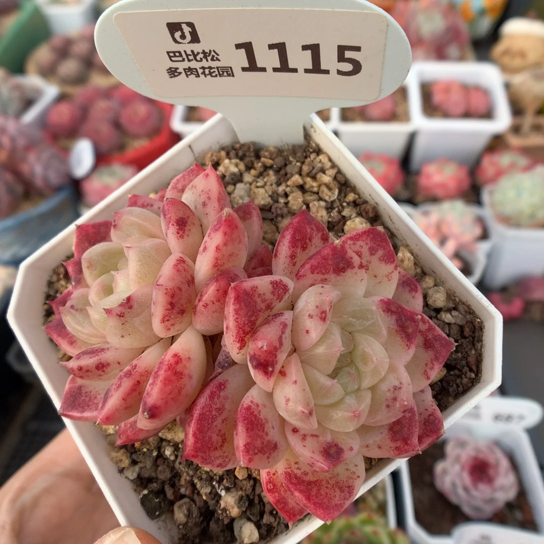 1115双头血斑冰魄多肉福利