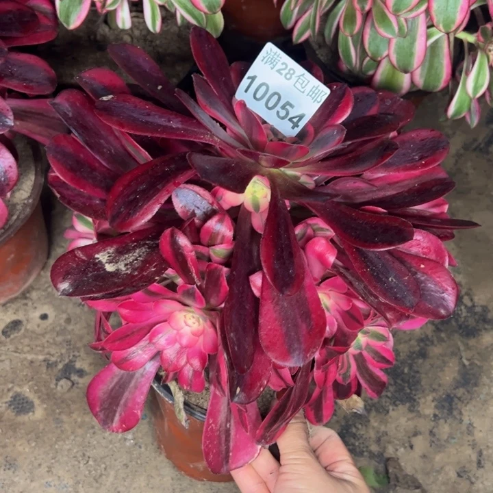 10054南美杜莎多肉植物