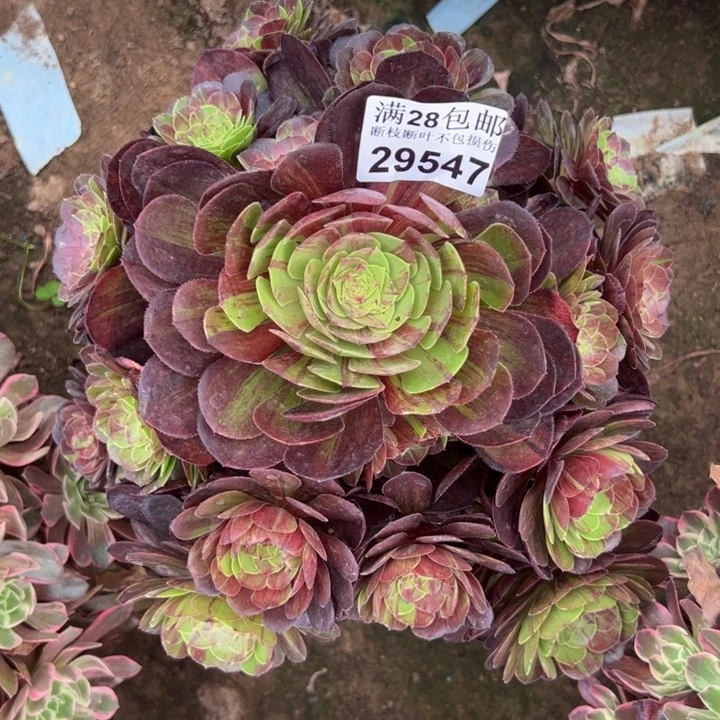 29547花月夜多肉植物