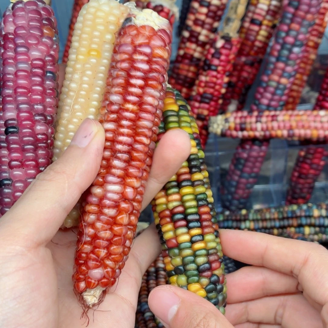 长***星白玉菩提吊坠文玩精品文玩精品