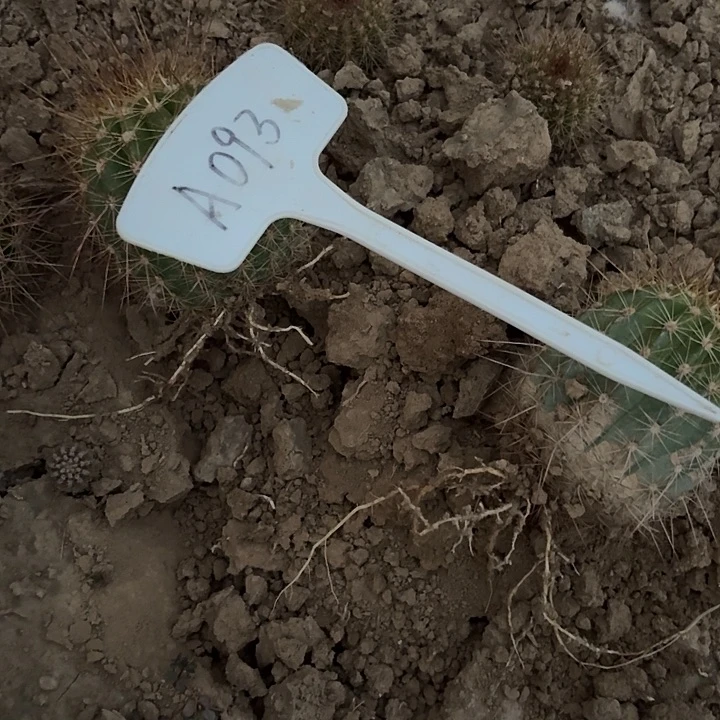 ?**?A093,粉桃两颗打包