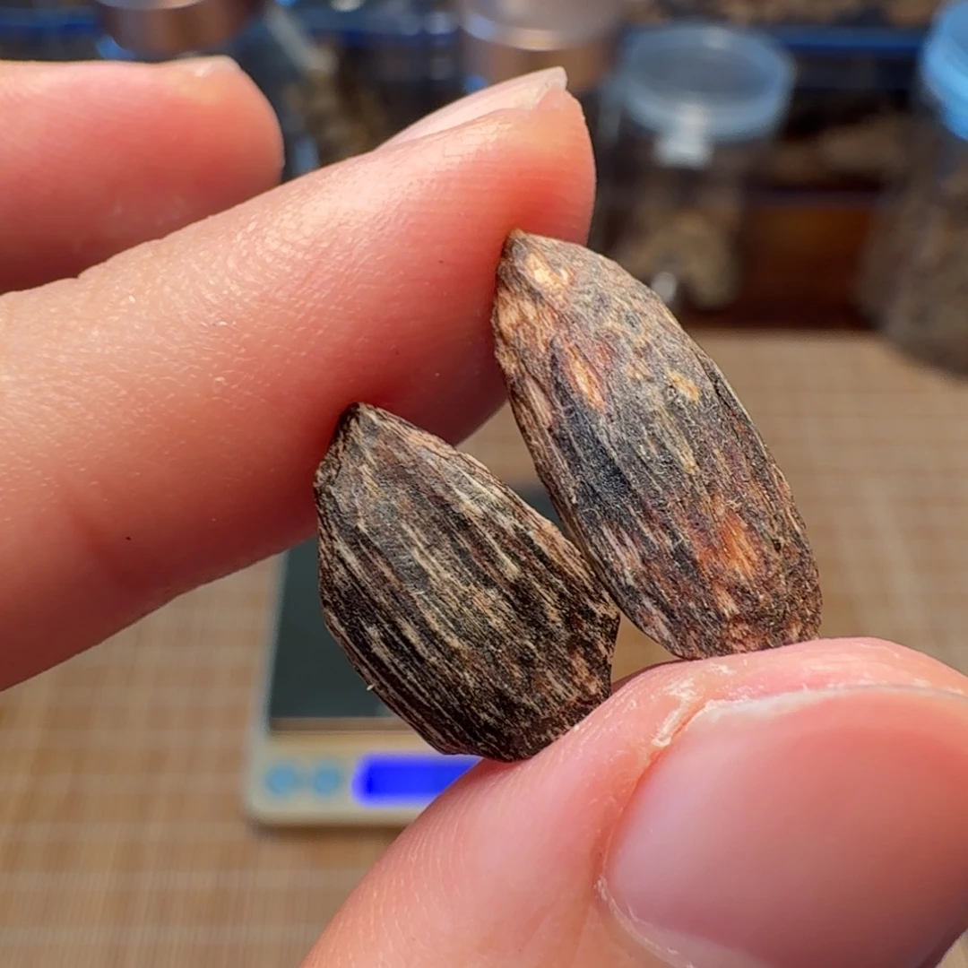 沉香香港西贡棋韵瓜子