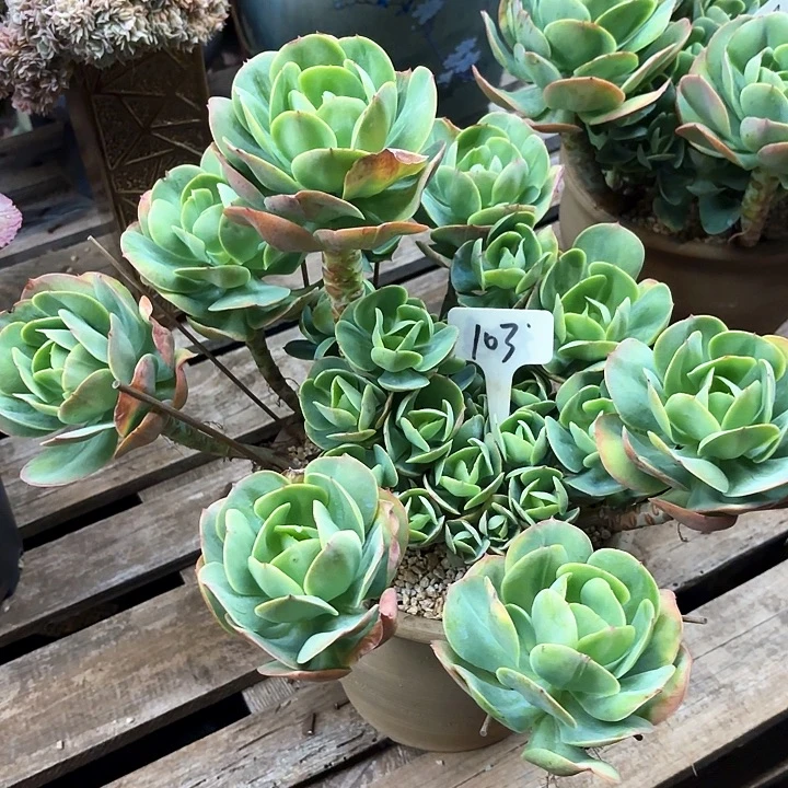 多肉植物，鸡蛋碧桃103号