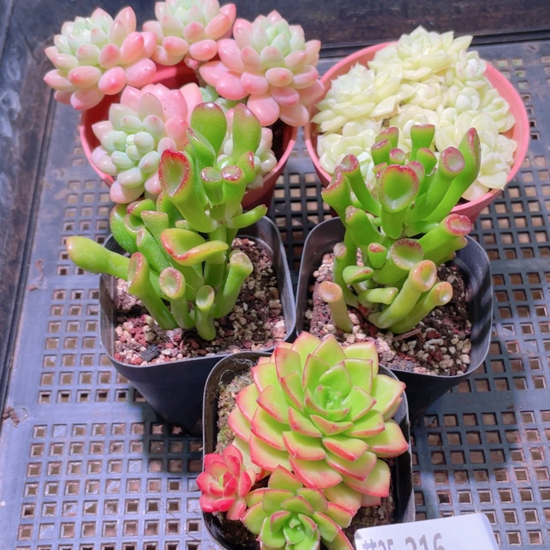 花利美25-216框拍5颗