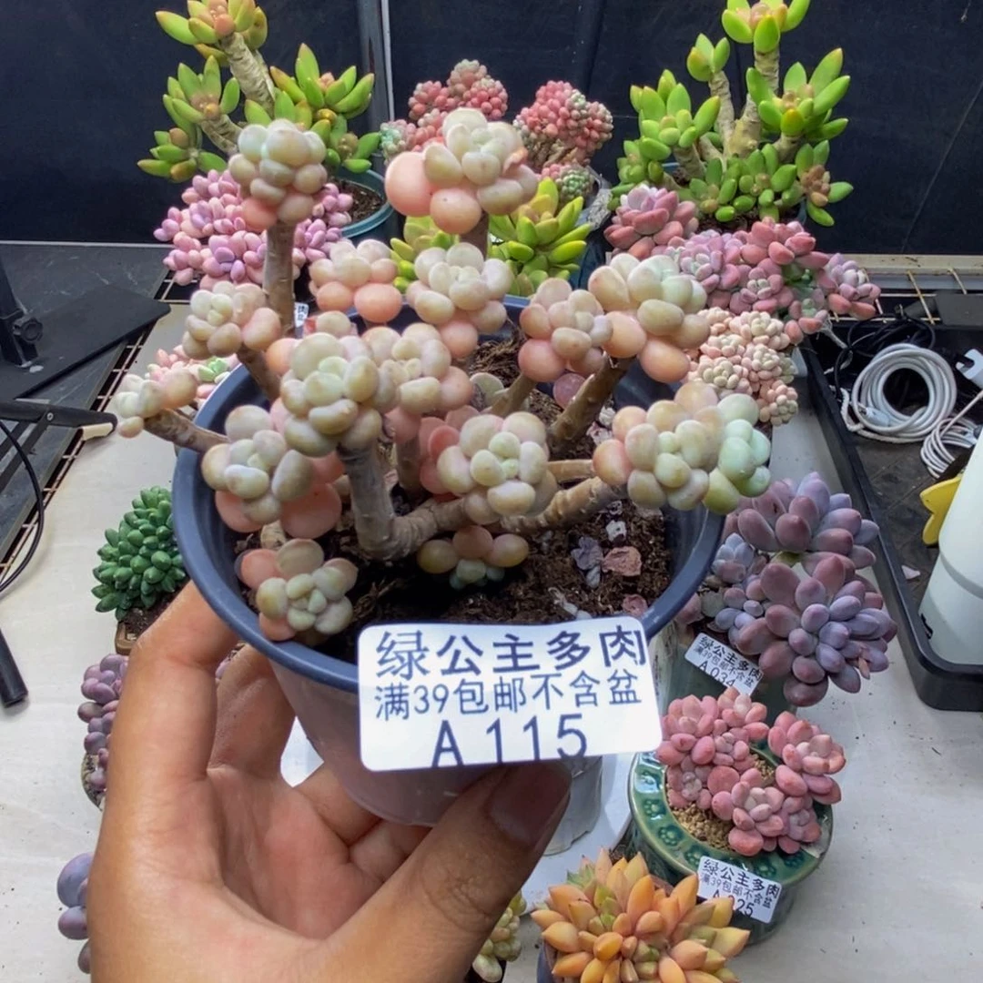 115花朵鱼子酱多肉7c m