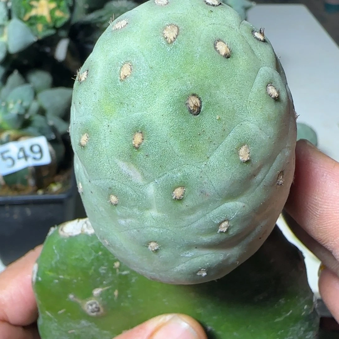 无花朵福利大型无刺恐龙
