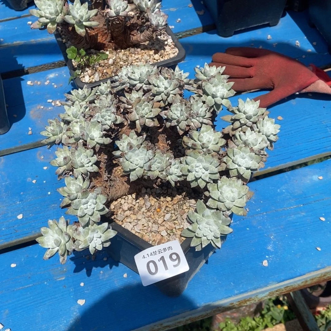 019多肉植物啦啦啦啦