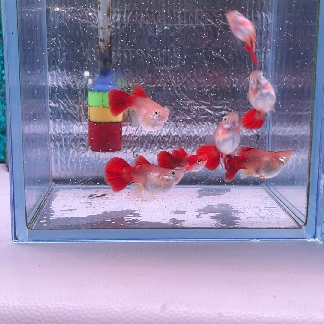 王***！孔雀鱼小黄豹球1对