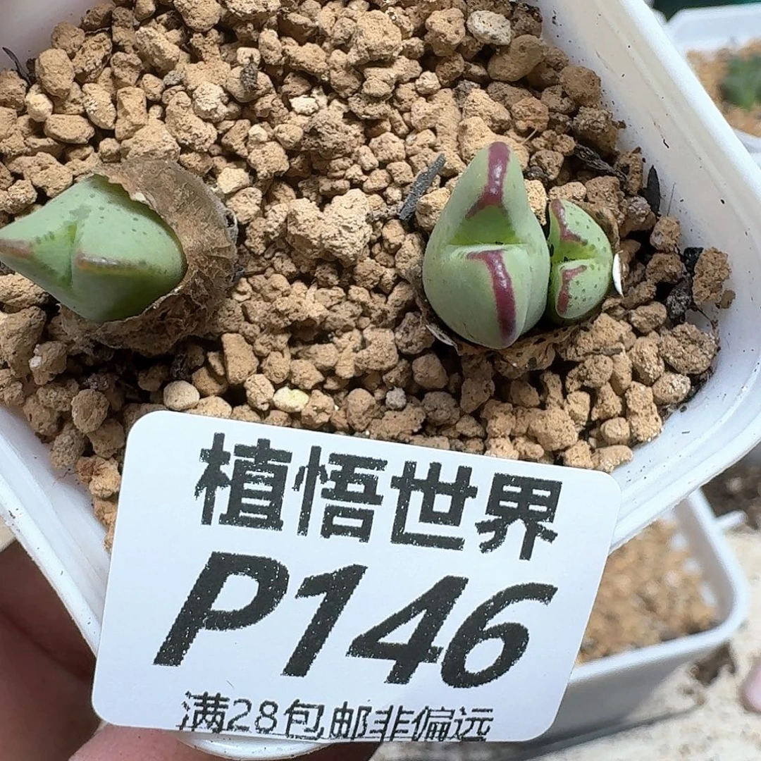 多肉植物的润泽发发