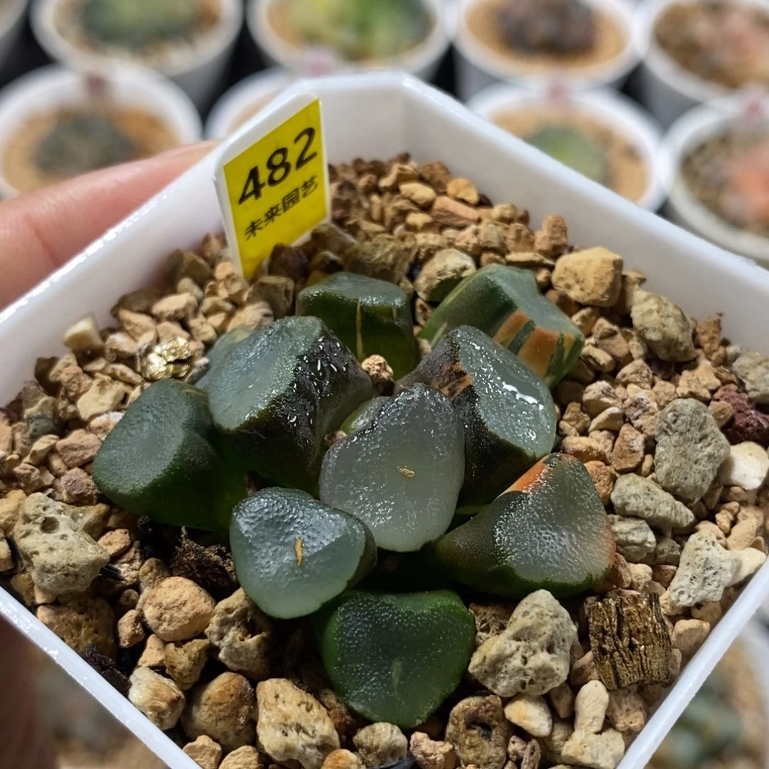 482空门万象锦一物一图