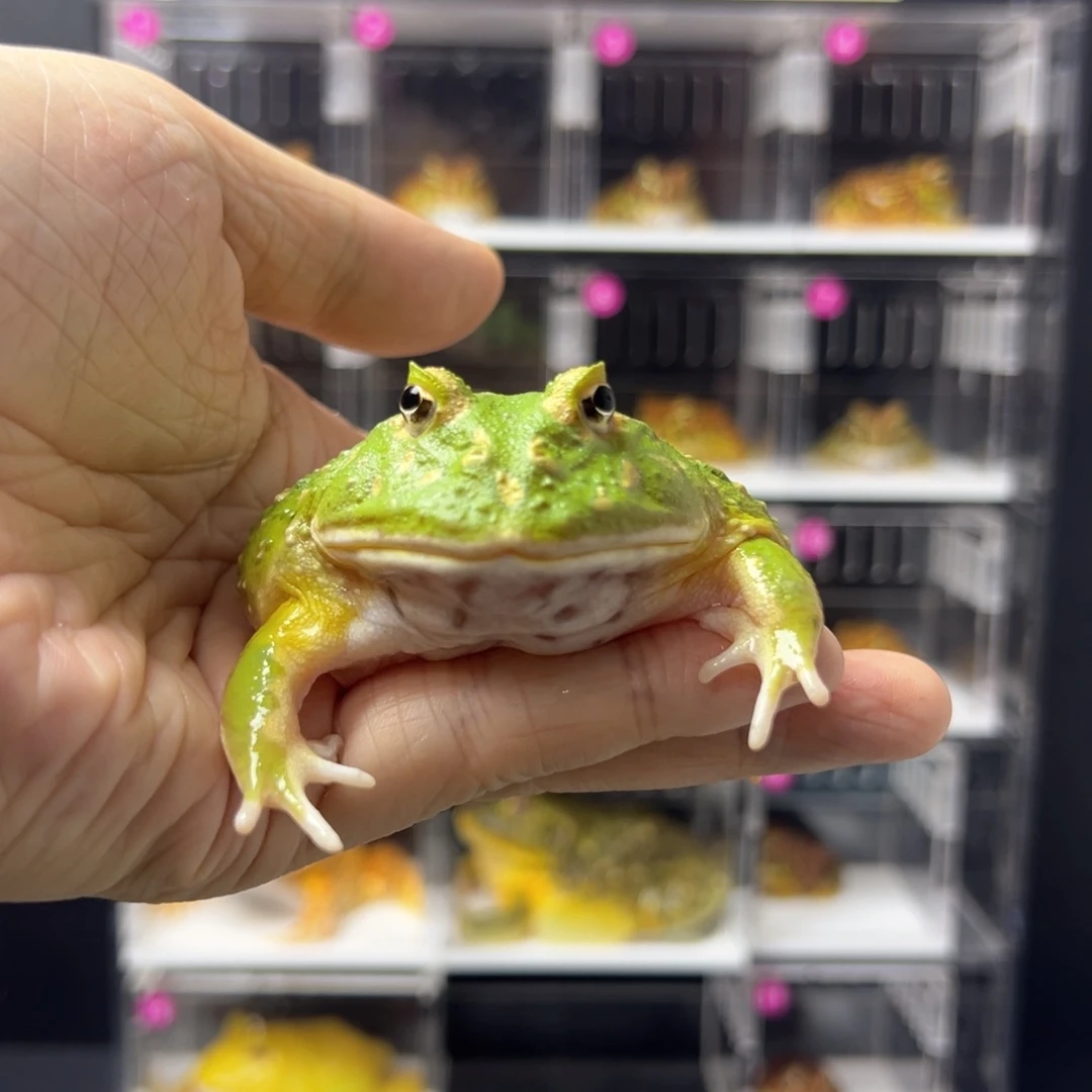 角蛙抹茶角蛙7/8