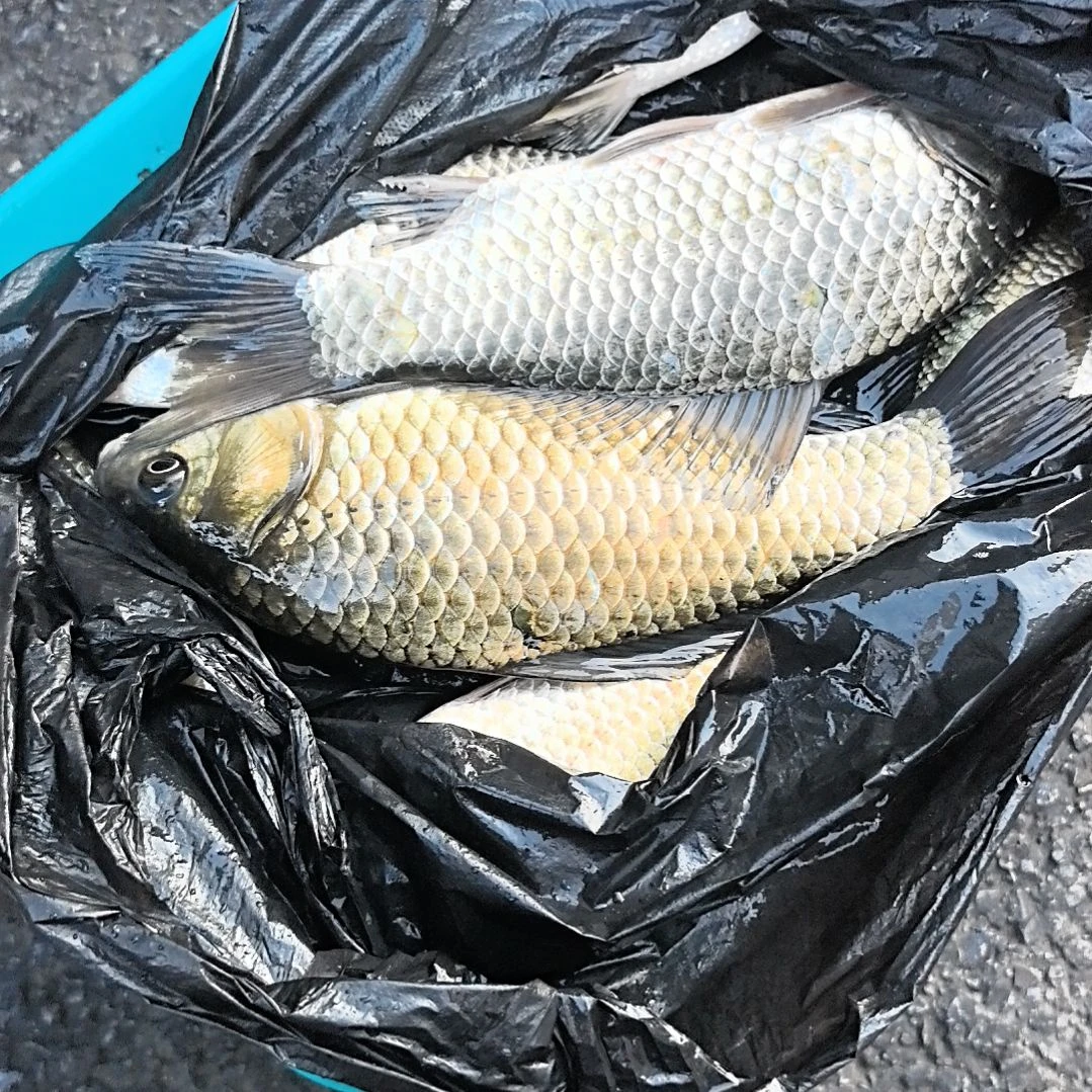 中国大陆36天食用农产品石台小李代购鲫鱼