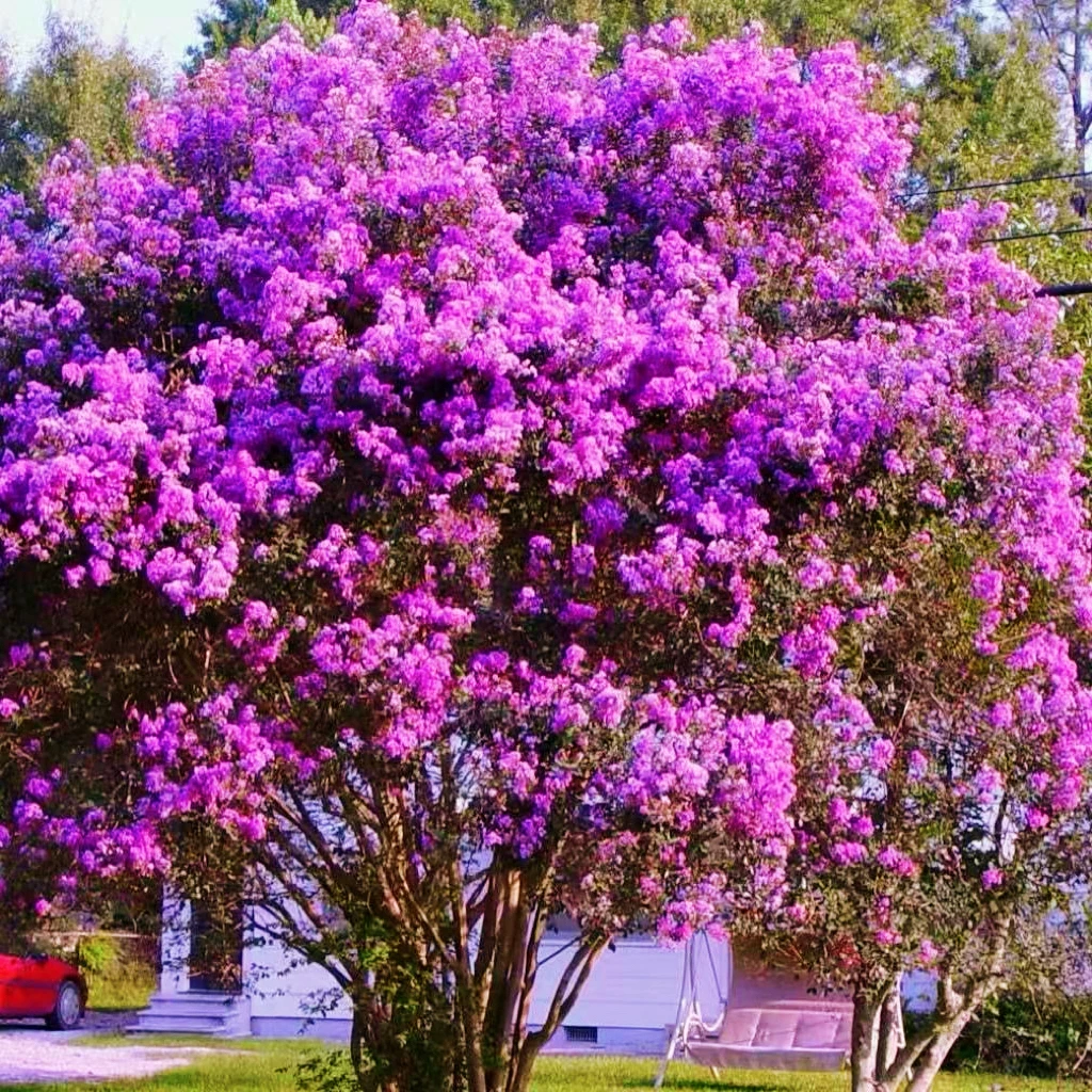 紫花紫薇紫精灵老紫薇直播间一物一拍