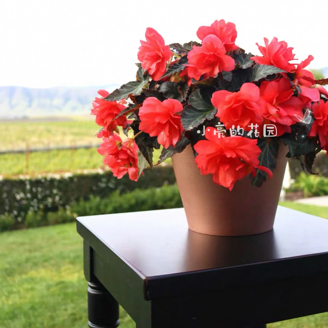 【玛利宝小姐】景观海棠母本大盆