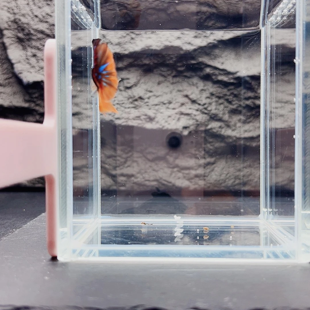 海水鱼宙斯斗鱼竞拍11-08