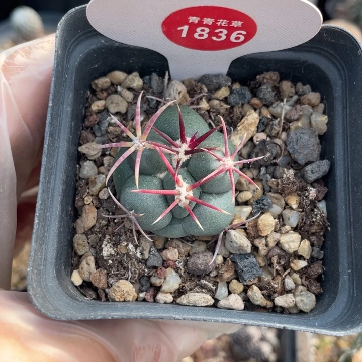 实生高木菲冠龙183600000000