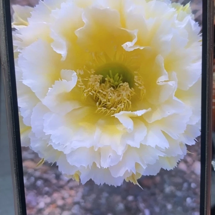 彩草黄牡丹7.5-8公分左右