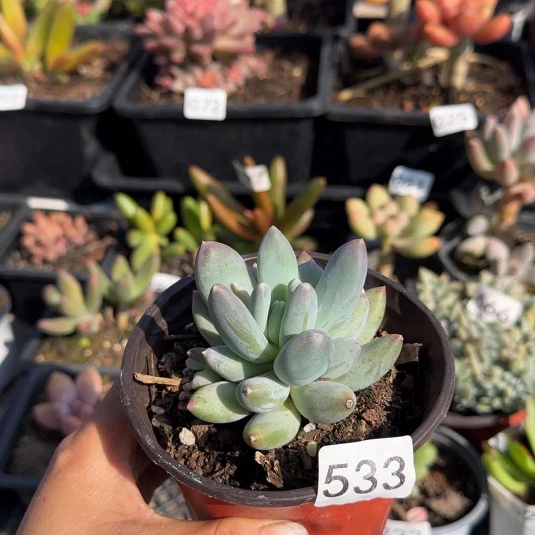 533号一物一拍一物一拍