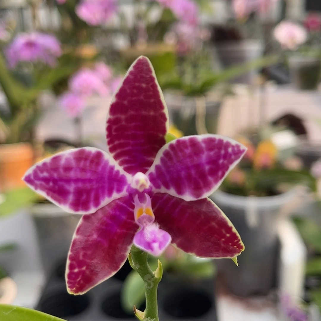 完全开放1332 红路德