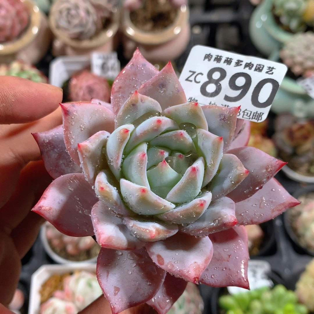 5CM拇指盆精控多肉ZC890