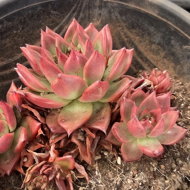 无花朵凯亚群。