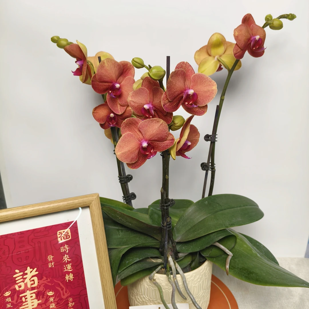 蝴蝶兰【金桔】紫粉色系经典名兰室内绿植盆栽花期长适合送礼