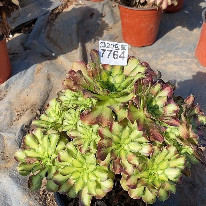 7764 一颗韶华法师