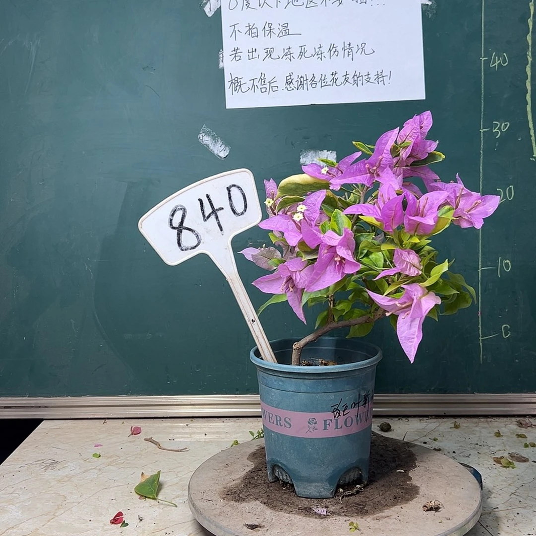 完全开放 福利  金边叶新加坡大宫粉 840