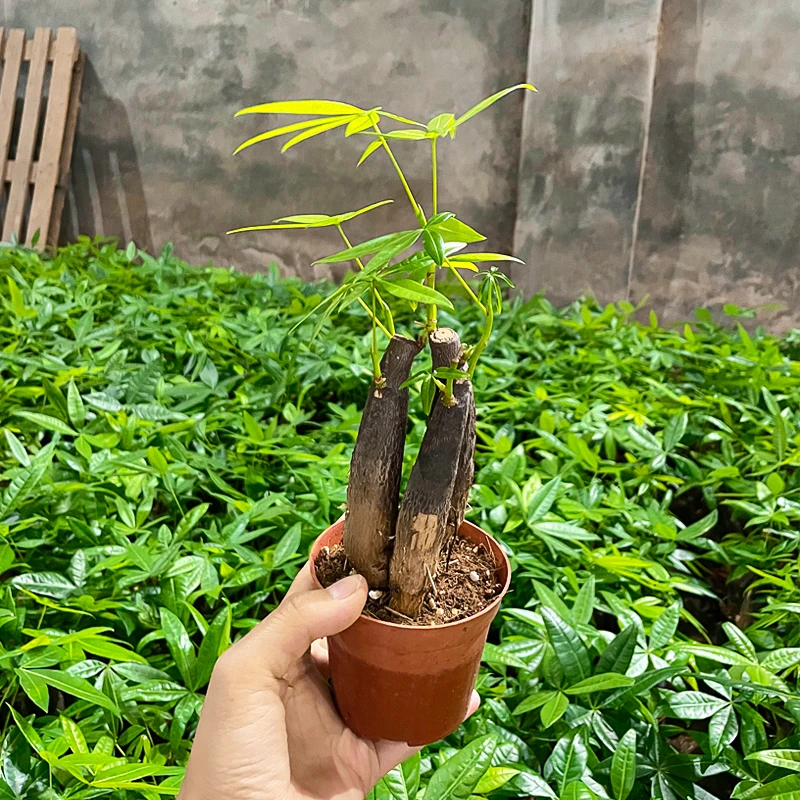 【拍一发二共六棵】基地直发三拼发财树/盆中播种长大根系完整