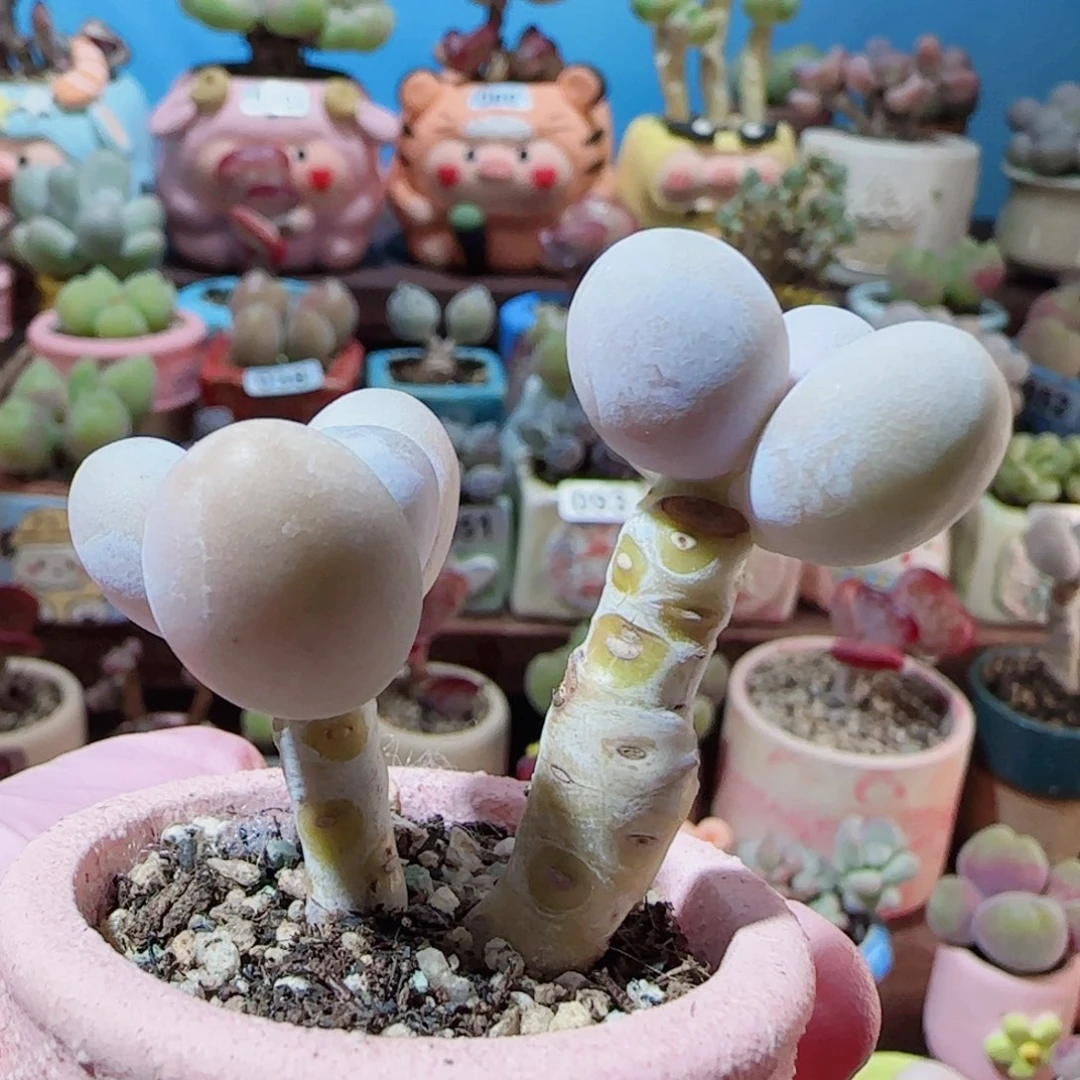 T双头蛋黄奶盆口4cm