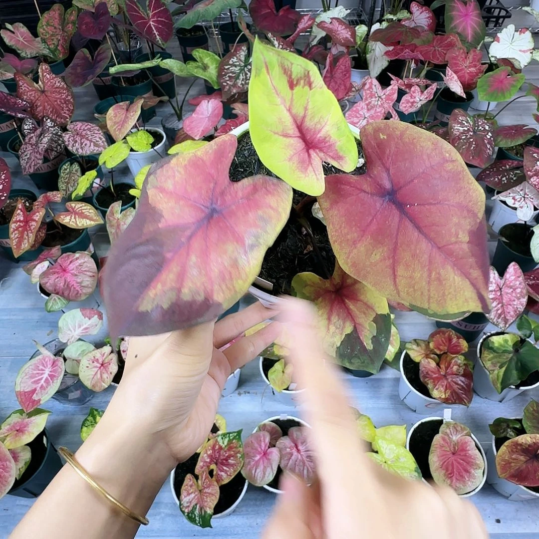 完全开放   08落日天空无售后