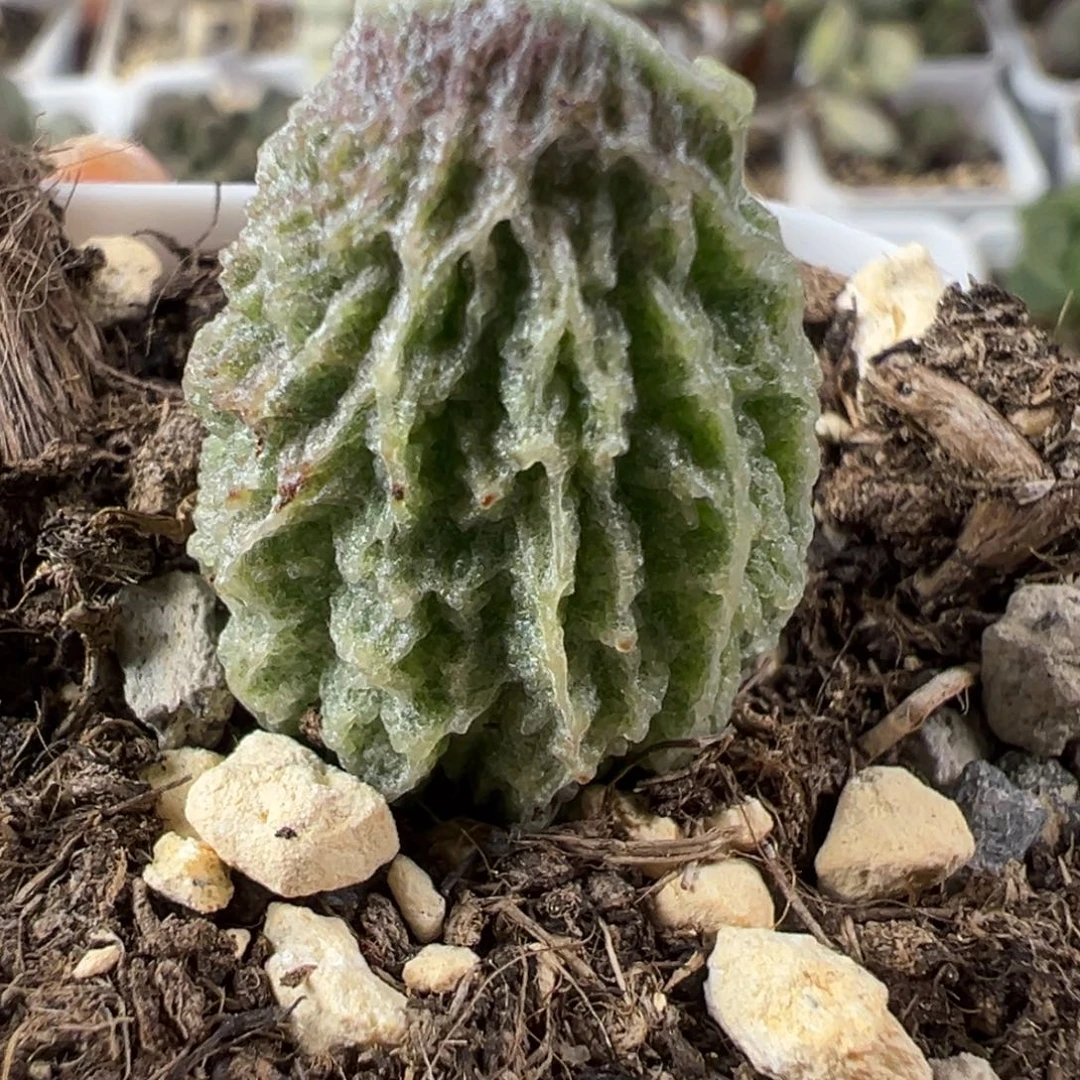 实生新品大苗多肉植物水泡