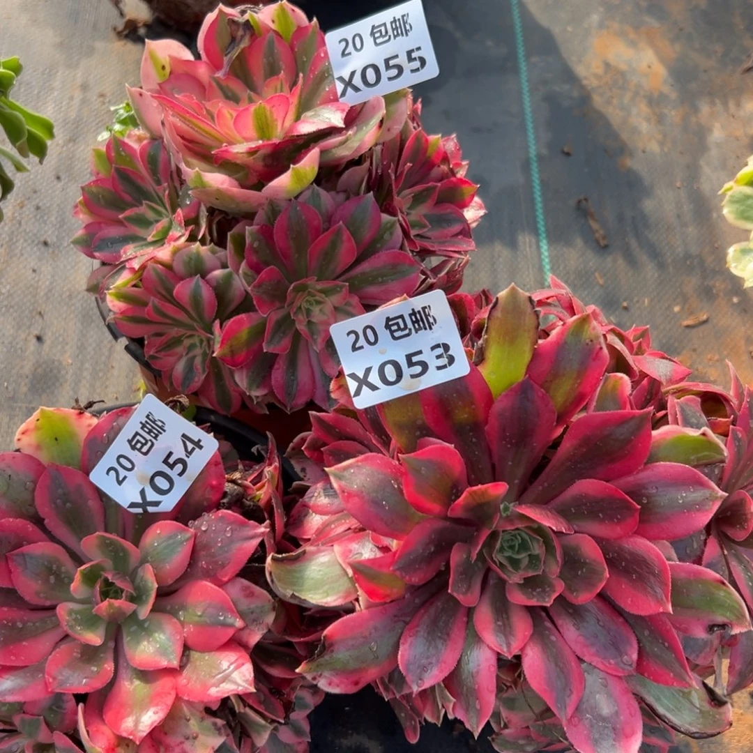 3颗组合，满20包邮服叮熊