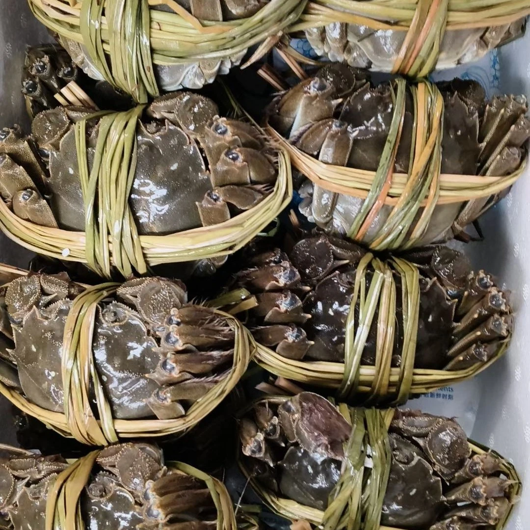 江苏蟹 母 2两一只