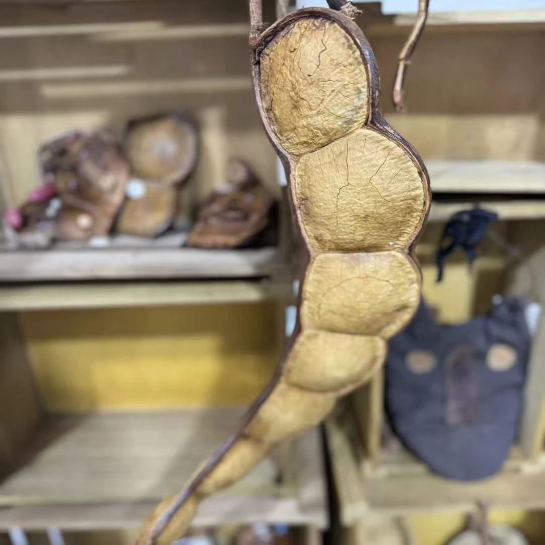 过江龙巨榼藤子豆荚热带雨林平安豆豆荚装饰