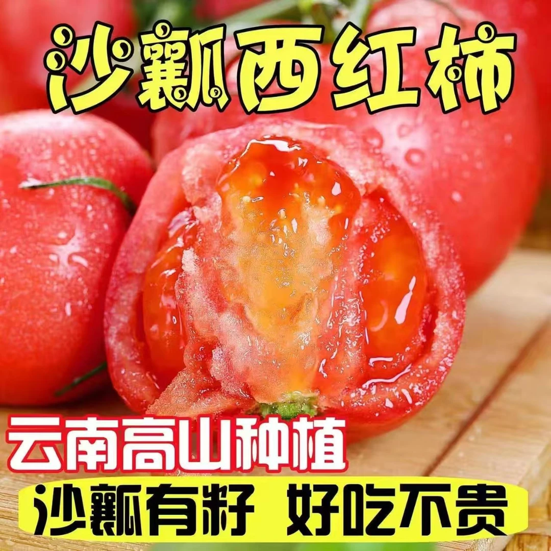【露天种植】云南高山种植老品种西红柿沙瓤多汁自然成熟