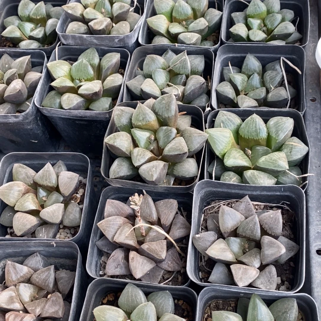 3003 一颗大日月潭 元旦福利