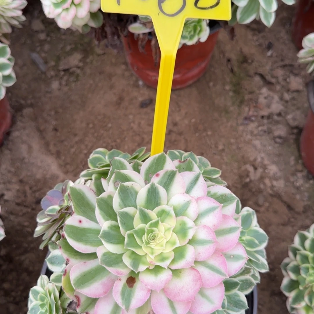 4068---海王多肉植物