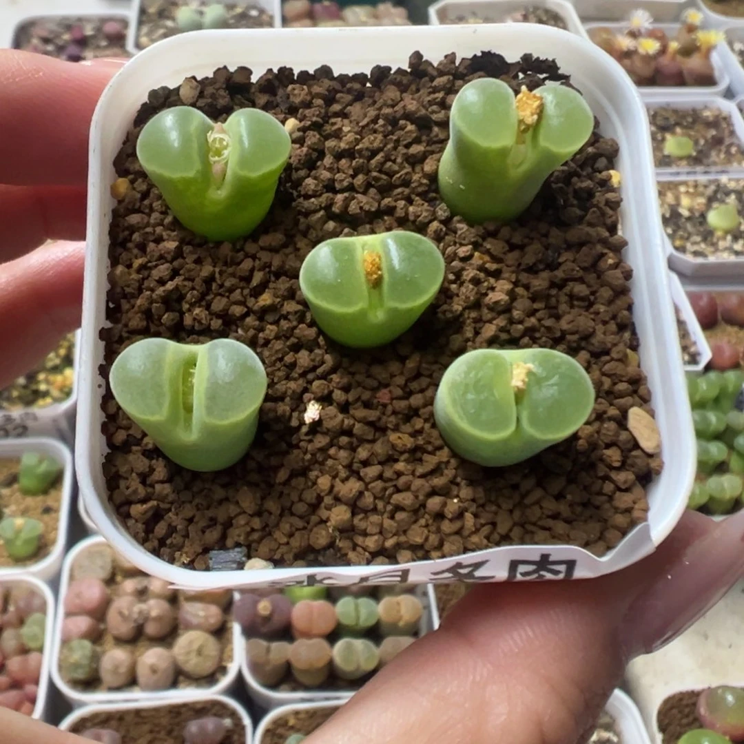 034风铃y400裸根发货