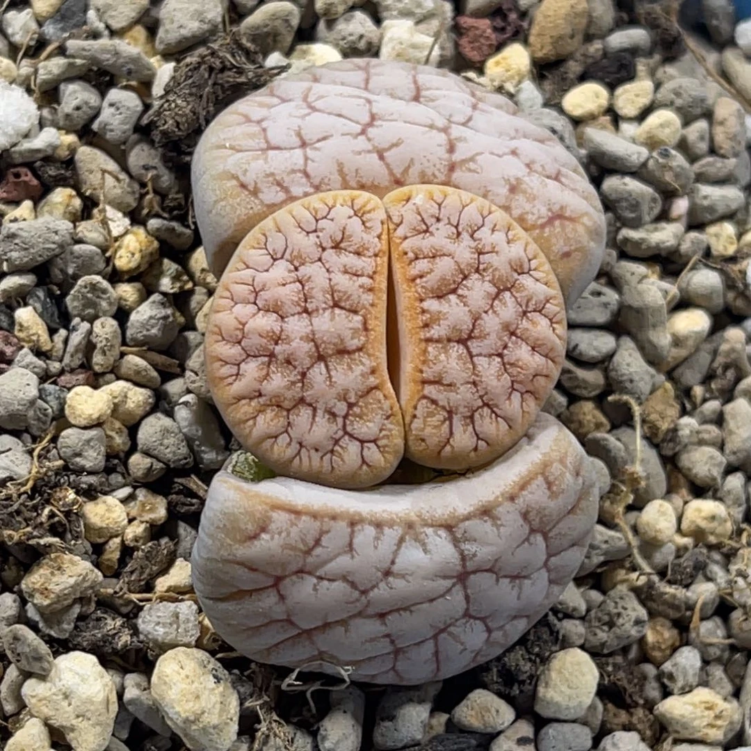 7488拿铁睫毛189凹凸