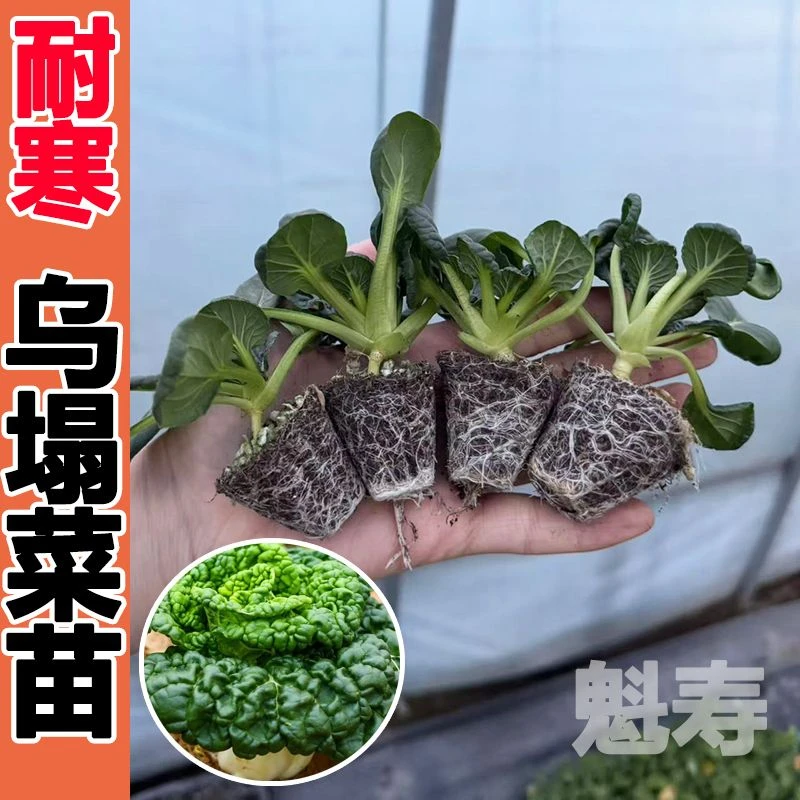 乌塌菜苗好吃高钙保健蔬菜养心菊花菜耐寒易栽种四季庭院蔬菜种苗